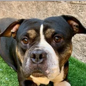 An adult medium-sized female Tricolor (Brown, Black, & White) American Bully dog named Save Me Please Marianne for adoption in San Marcos, CA