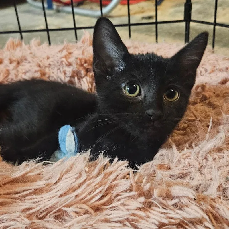 Callisto thumbnail 2