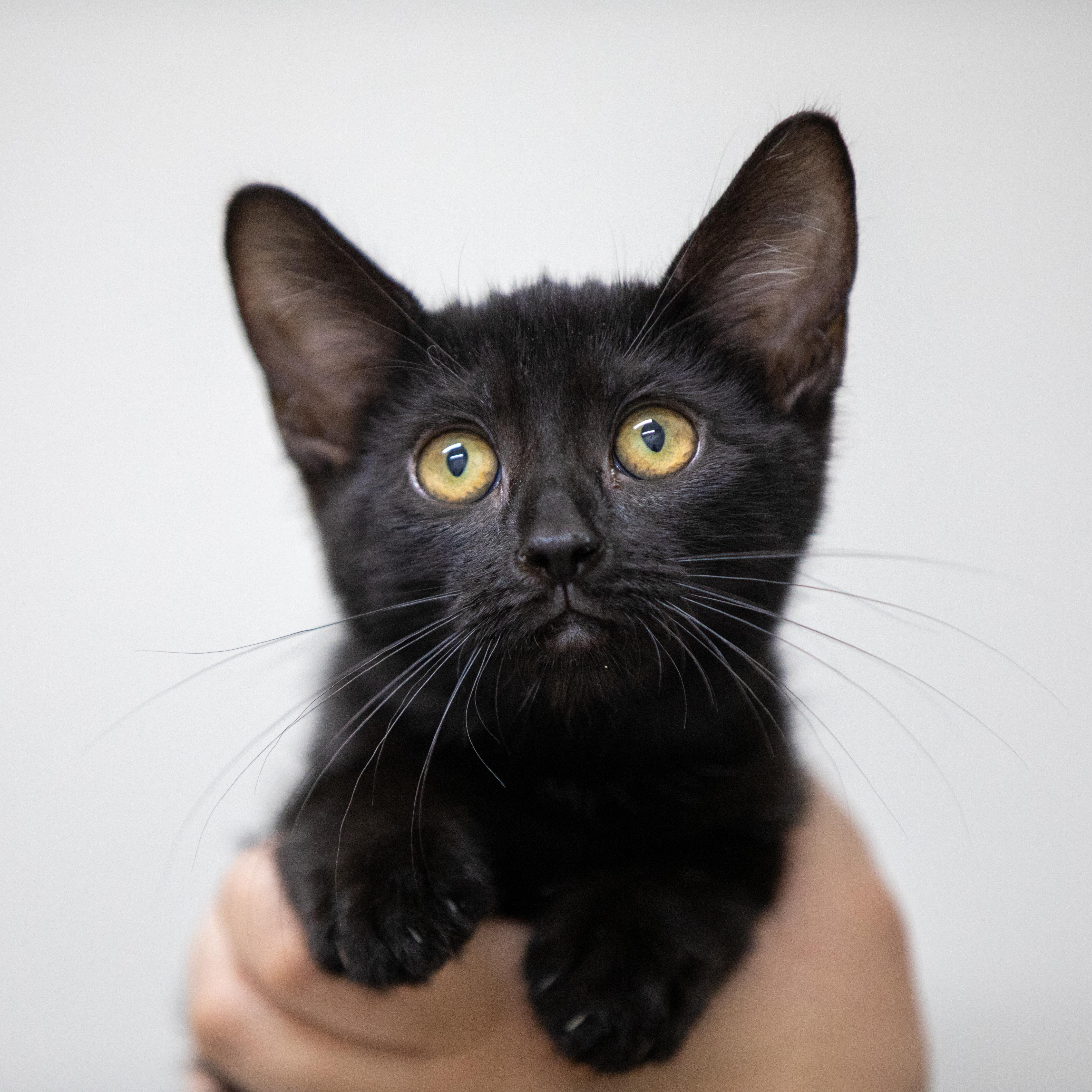 Callisto thumbnail 3