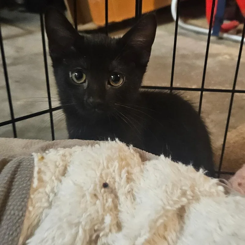 Callisto thumbnail 4