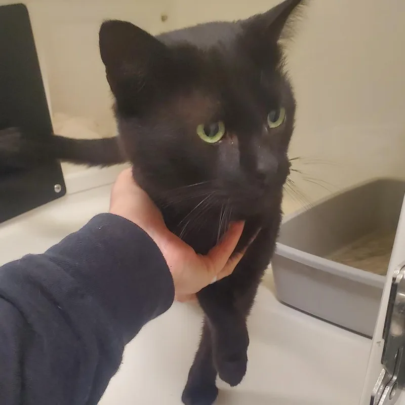 An adult medium-sized male Domestic Short Hair cat named Krabby Patty With No for adoption in Novelty, OH