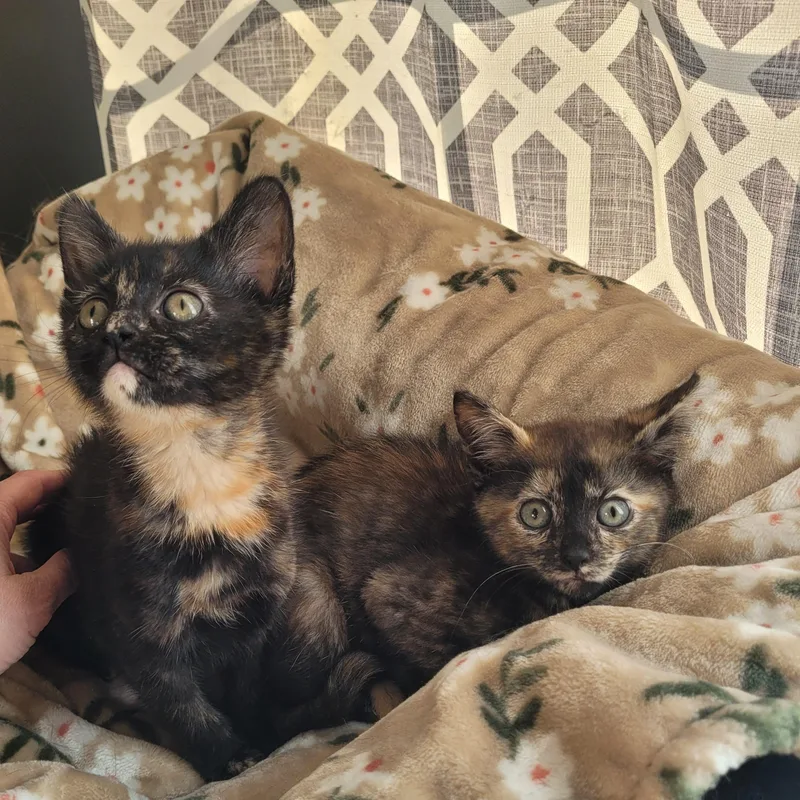 A baby medium-sized female Tortoiseshell Domestic Short Hair cat named Saffron & Desi for adoption in Indianapolis, IN