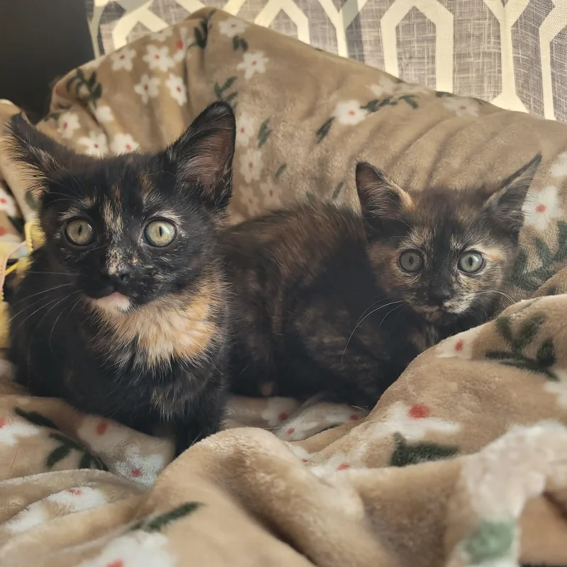 Saffron & Desi thumbnail 2