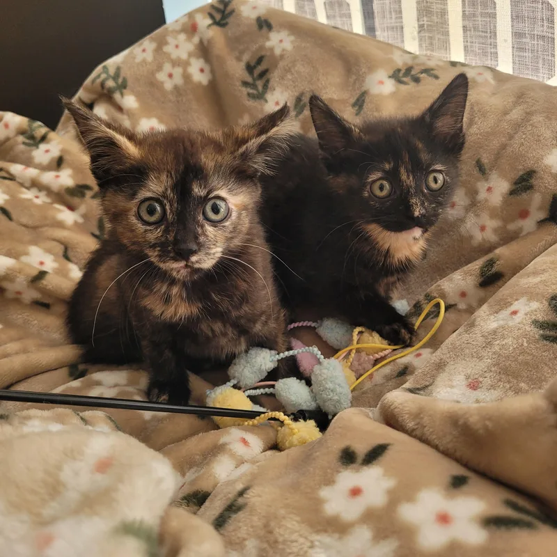 Saffron & Desi thumbnail 4