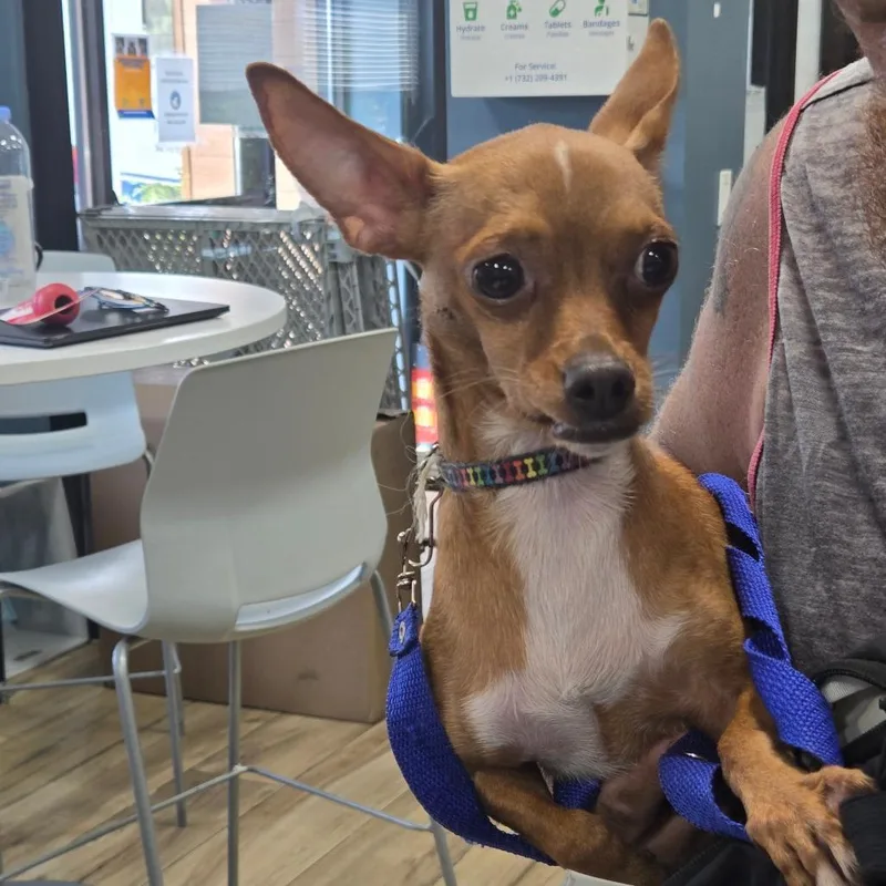 An adult small-sized male Brown / Chocolate Chihuahua dog named Chico for adoption in Newark, NJ