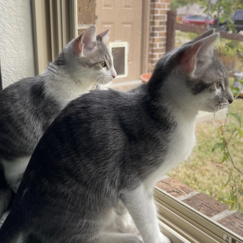 A baby small-sized male Domestic Long Hair cat named Luke Bailey & Max for adoption in Liverpool, TX