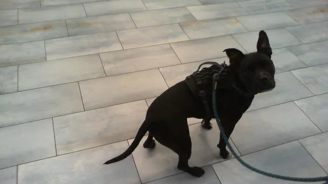 An adult medium-sized female Pit Bull Terrier dog named Sheba for adoption in Charlotte, NC