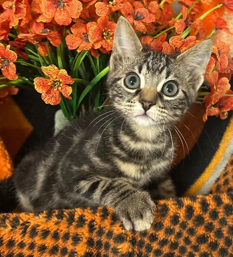A baby small-sized male Domestic Short Hair cat named Birdie for adoption in Stillwater, OK