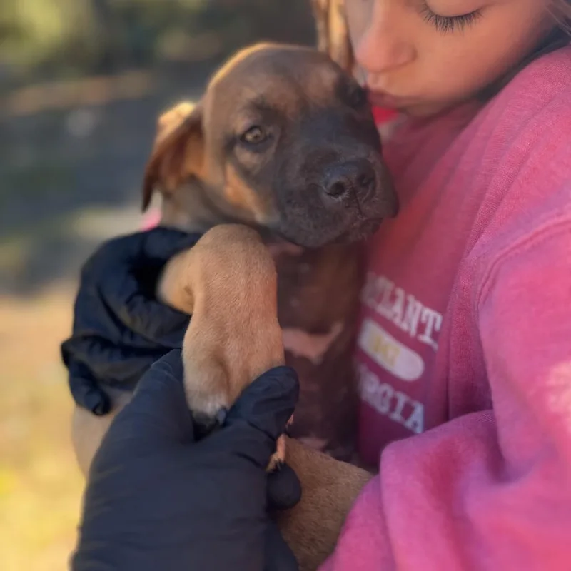 A baby large-sized female Mastiff dog named Lorelai for adoption in Tacoma, WA