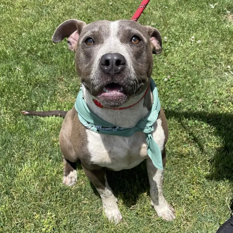 An adult medium-sized female Gray / Blue / Silver American Staffordshire Terrier dog named Milkshake for adoption in Greenville, SC