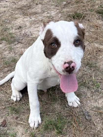 A baby small-sized male Mixed Breed dog named Luther for adoption in Savannah, GA