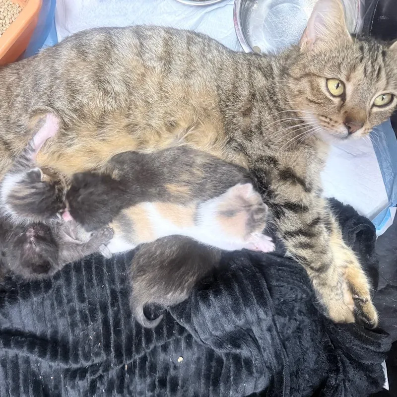 A young medium-sized female Brown / Chocolate Domestic Short Hair cat named Flower for adoption in Jupiter, FL