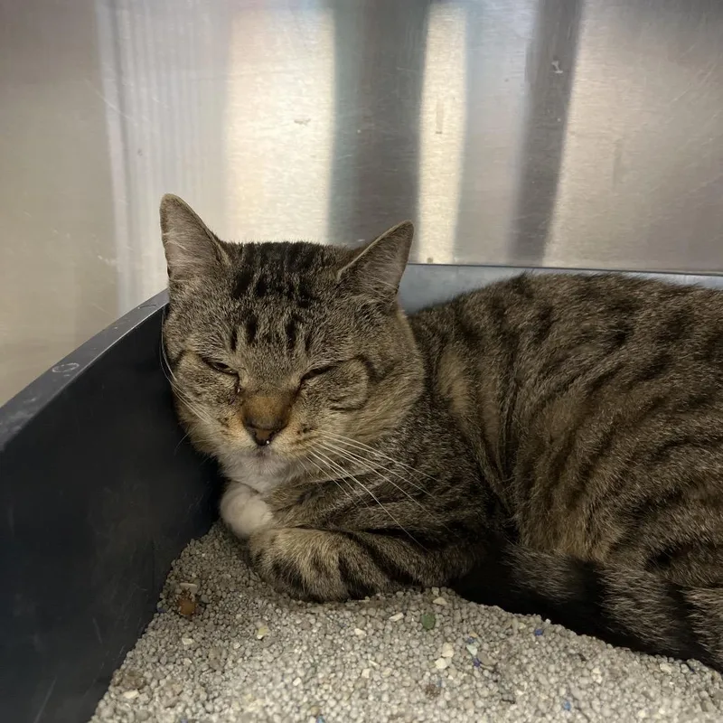 An adult medium-sized male Brown / Chocolate Domestic Short Hair cat named Jesse McCartney for adoption in Easton, PA