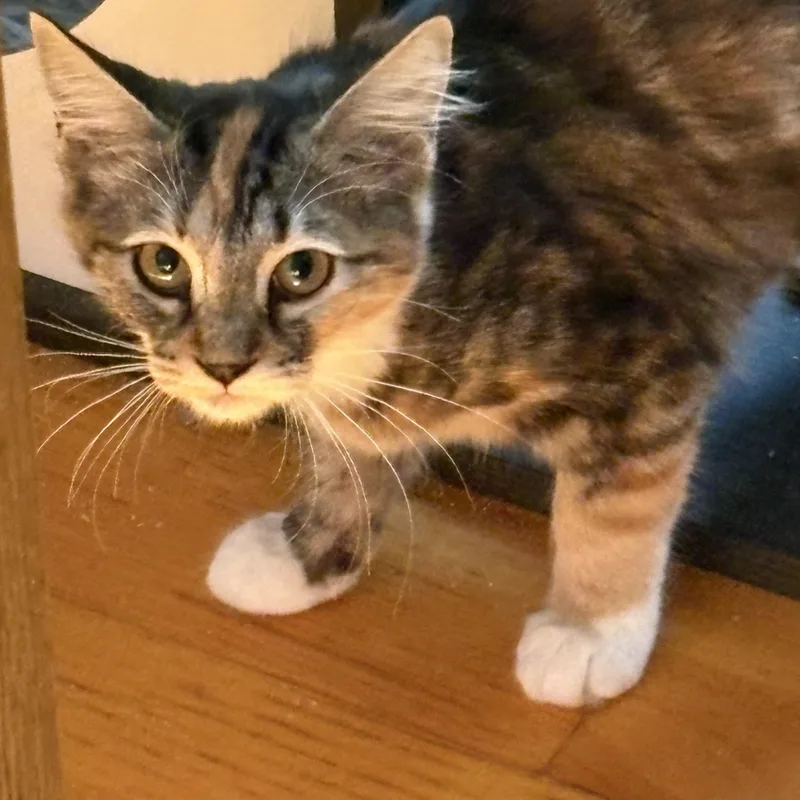 Bailey thumbnail 3