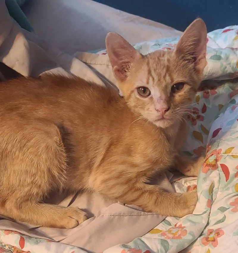 A young medium-sized male Orange & White American Shorthair cat named Rambo for adoption in Elgin, SC