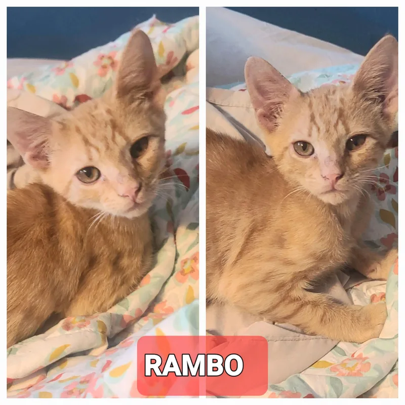 Rambo thumbnail 3