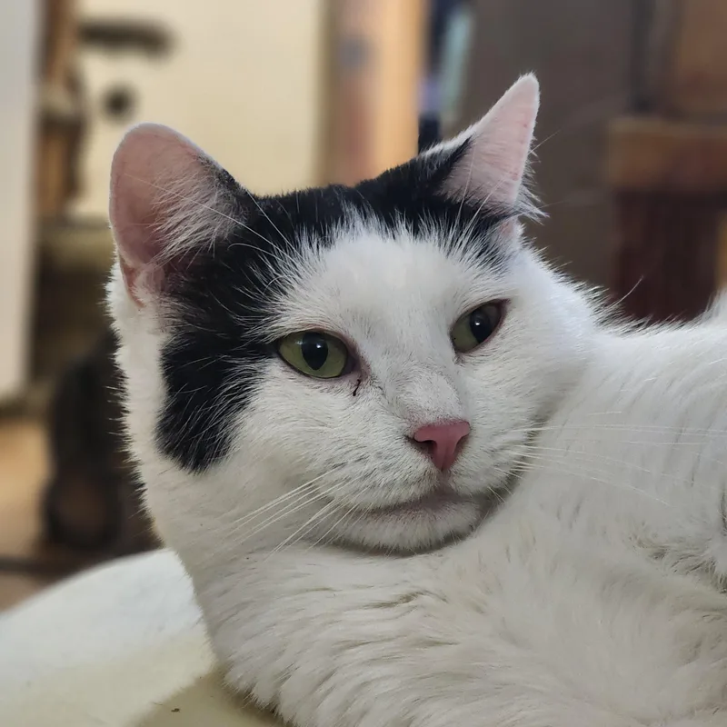 An adult medium-sized female Black & White / Tuxedo Domestic Short Hair cat named Beautiful Ida for adoption in New York, NY