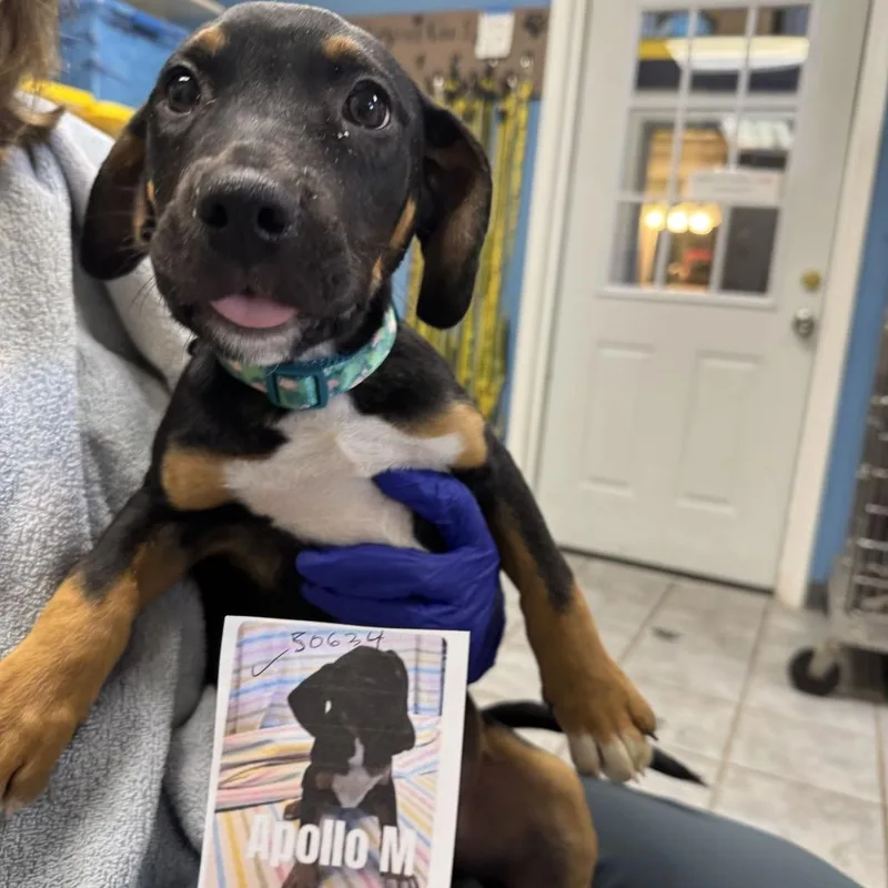 Astronomy Pup: Apollo