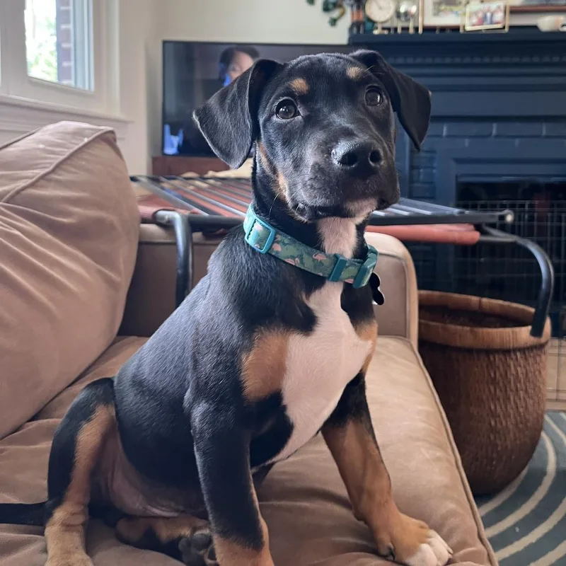 Astronomy Pup: Apollo thumbnail 2