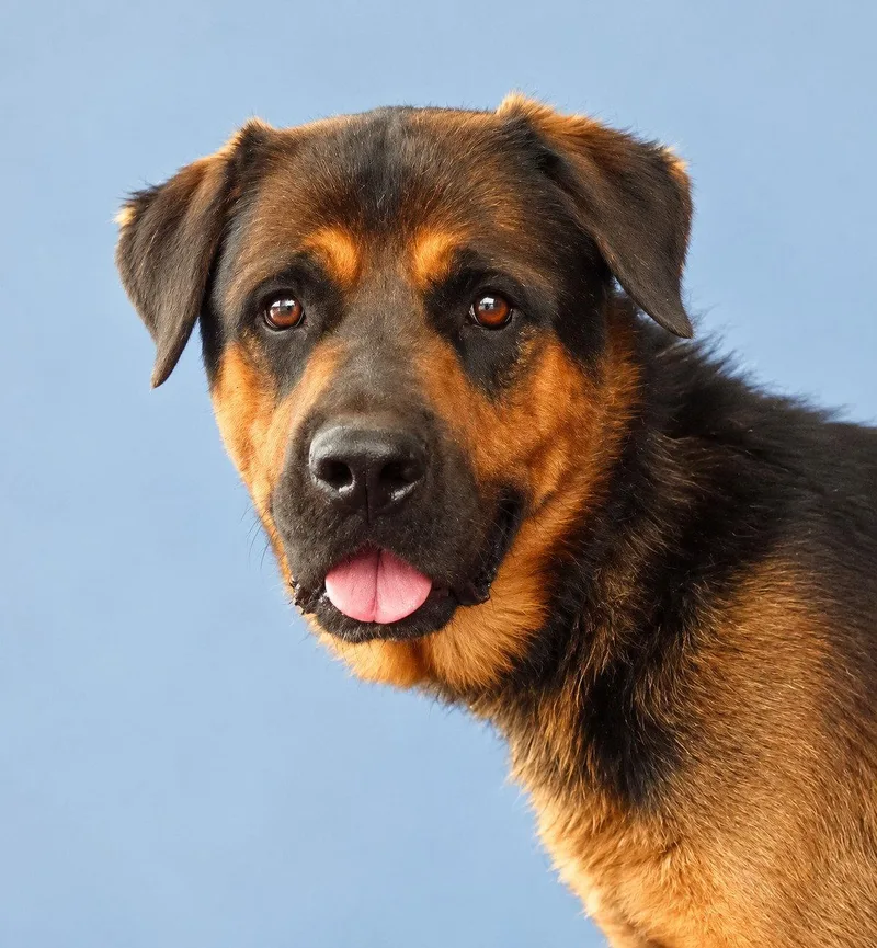 An adult medium-sized male Rottweiler dog named Al for adoption in Pasadena, CA