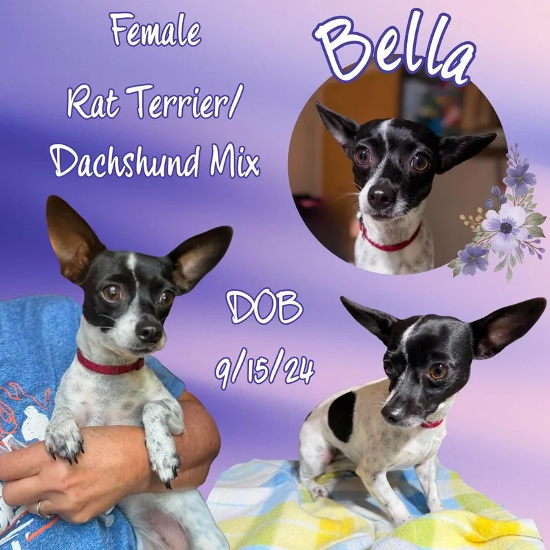 An adult small-sized female Rat Terrier dog named Bella for adoption in Caldwell, TX