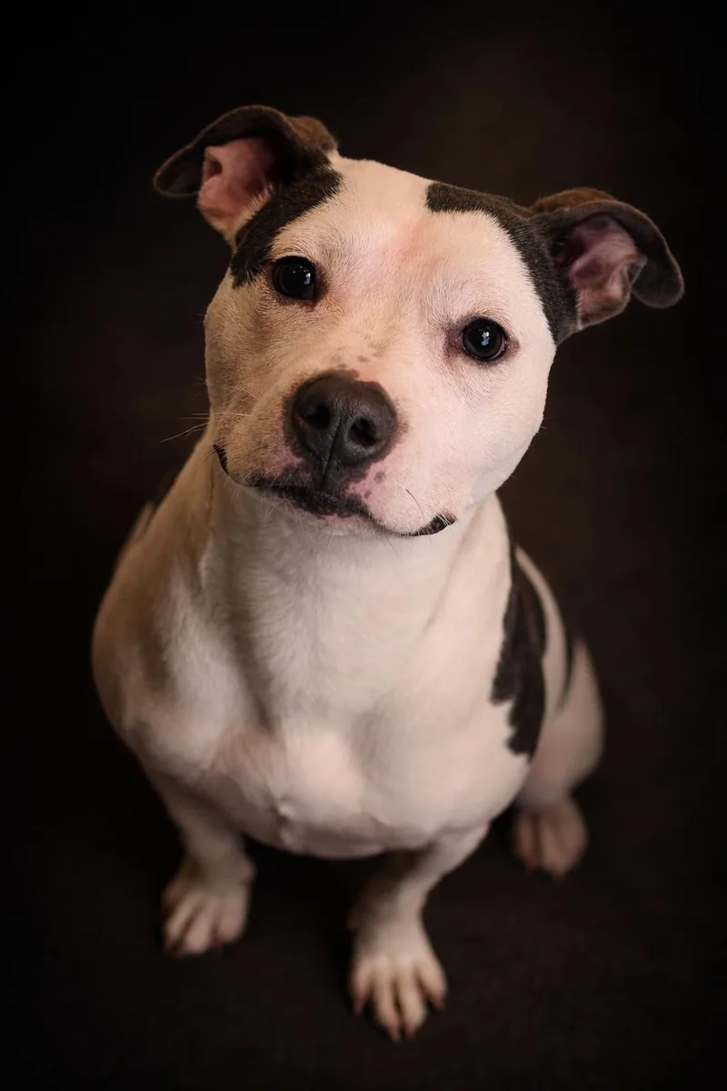 An adult medium-sized female White / Cream Pit Bull Terrier dog named Jody for adoption in Wooster, OH