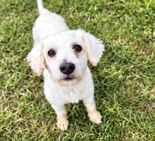 An adult small-sized male White / Cream Miniature Poodle dog named Blanco for adoption in Foley, AL