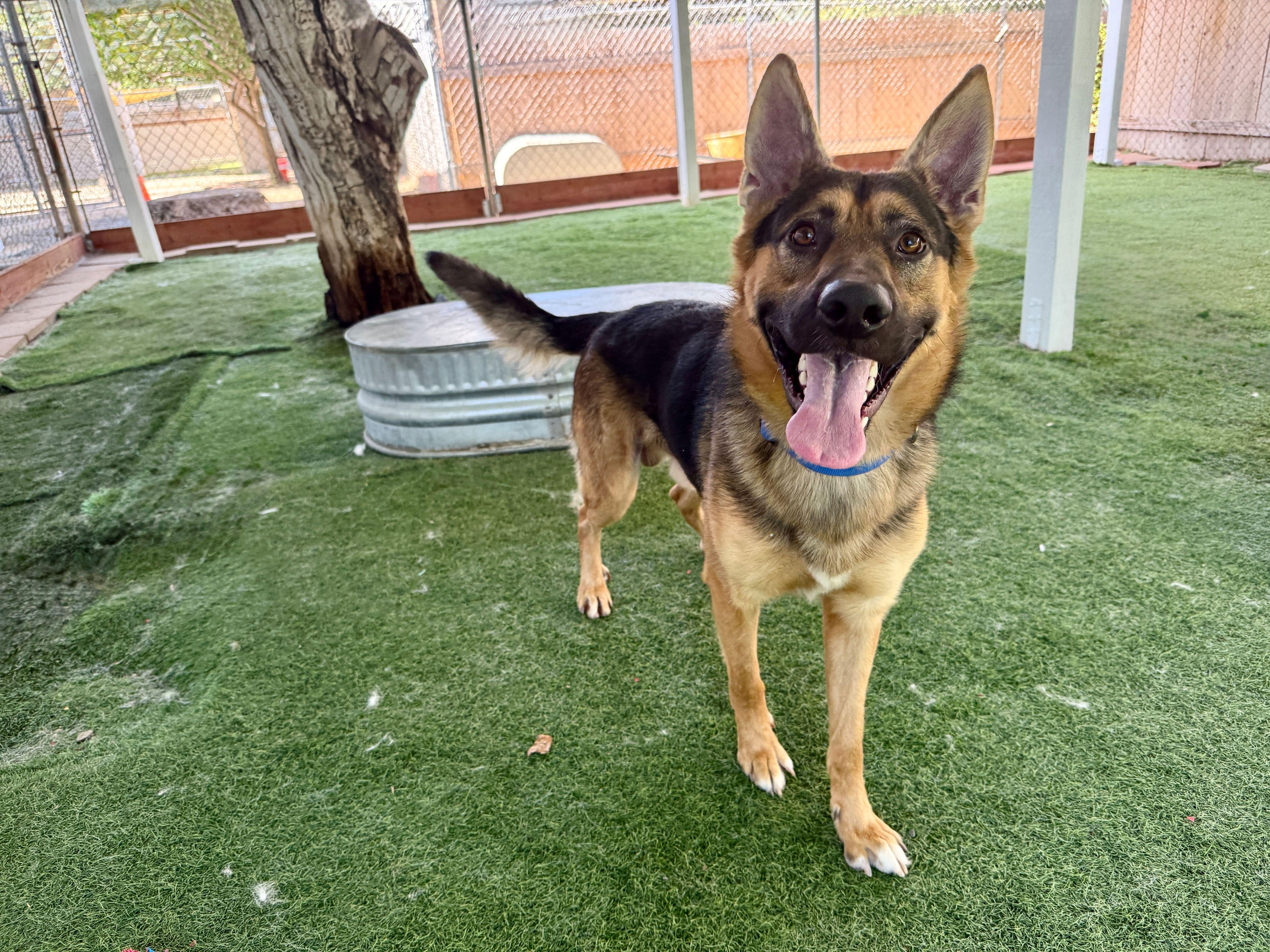 An adult large-sized male Black German Shepherd Dog dog named Reno for adoption in San Diego, CA