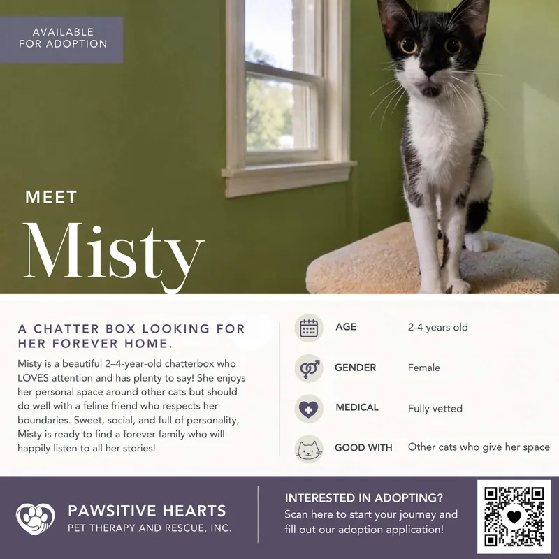 An adult medium-sized female Domestic Short Hair cat named Misty for adoption in Kenhorst, PA
