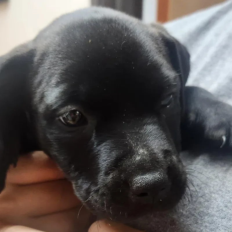 A baby small-sized male Black Labrador Retriever dog named Wagyu for adoption in Tyler, TX
