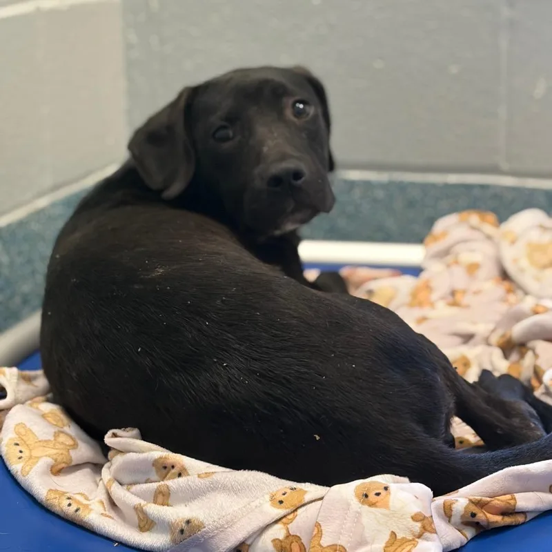 A young medium-sized male Black Pit Bull Terrier dog named Bart for adoption in Greensboro, NC