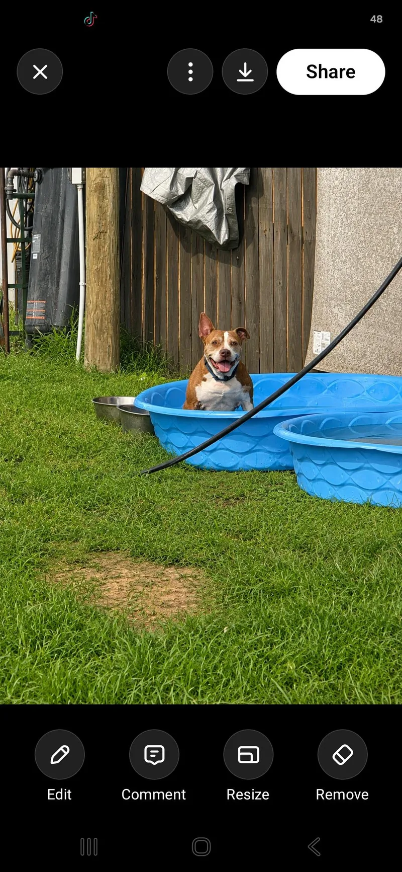 An adult medium-sized male American Staffordshire Terrier dog named Charlie for adoption in Magnolia, TX