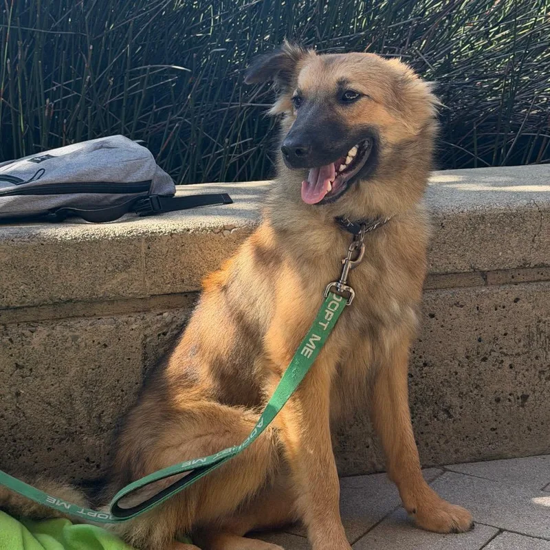 A young medium-sized male Shepherd dog named Stevy for adoption in Point Richmond, CA