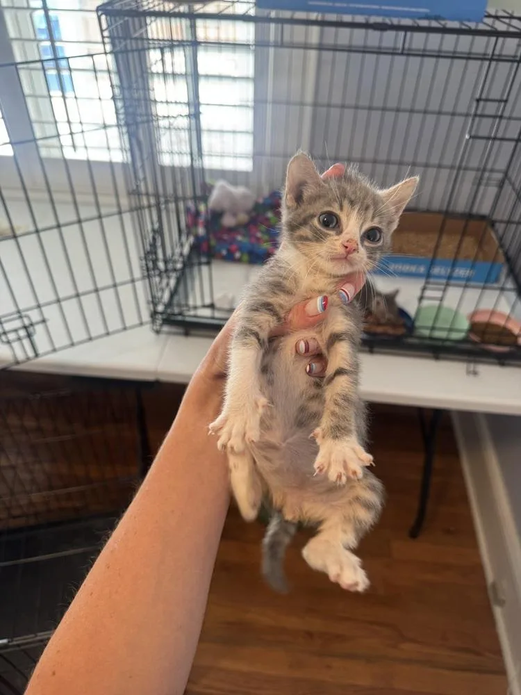 A baby medium-sized male Gray / Blue / Silver Domestic Short Hair cat named Ocean for adoption in Emerald Isle, NC