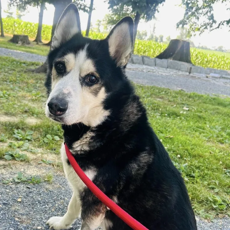 A senior medium-sized male Tricolor (Brown, Black, & White) Husky dog named Alpha for adoption in Myerstown, PA