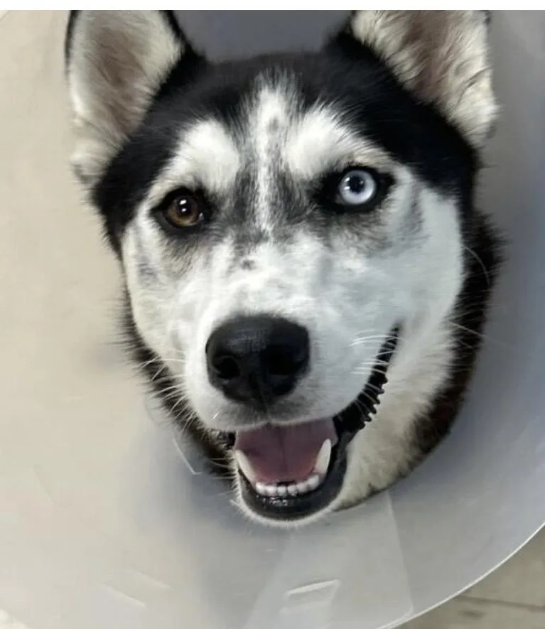 A young medium-sized female Black Husky dog named Kiska for adoption in Elyria, OH