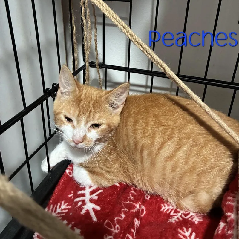 A baby small-sized female Domestic Short Hair cat named Peaches for adoption in Parkersburg, WV