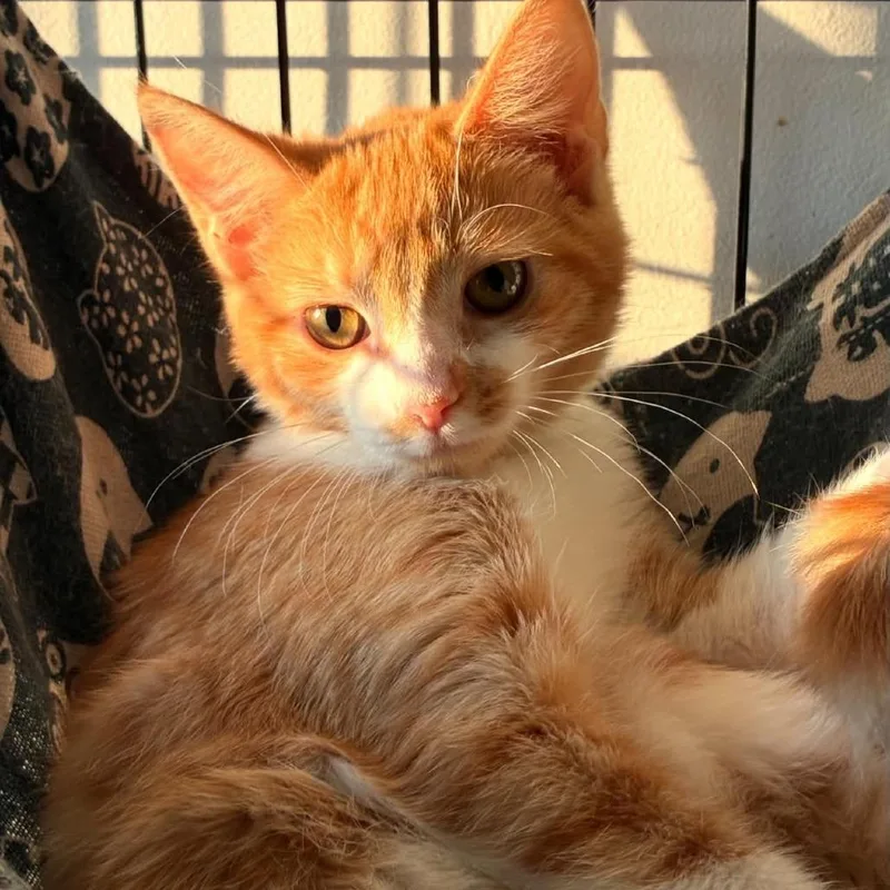Peaches thumbnail 2