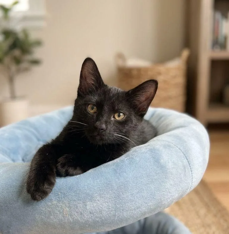 Pepper