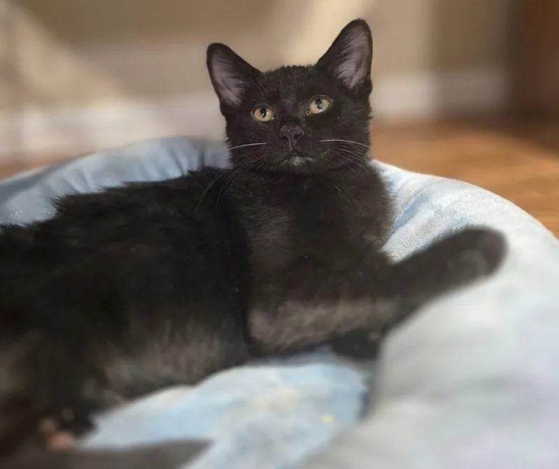 Pepper thumbnail 3