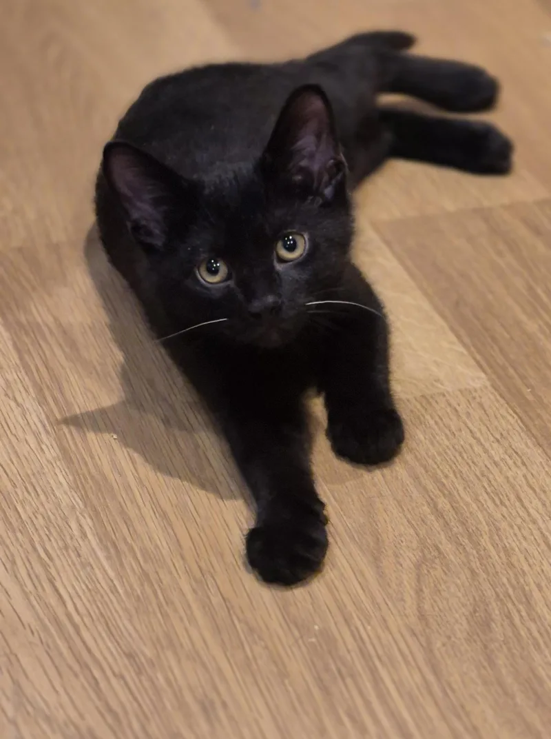 Pepper thumbnail 6