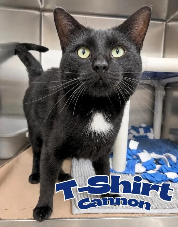 A young medium-sized male Black Domestic Short Hair cat named Tshirt Cannon for adoption in Nevada, IA