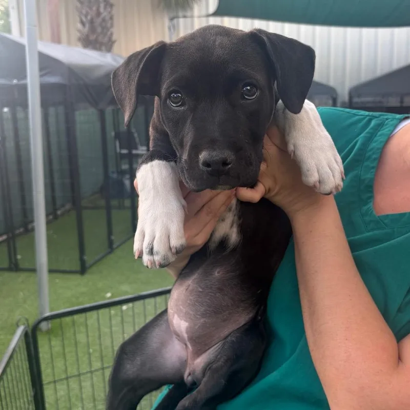 A baby small-sized female Black Pit Bull Terrier dog named Megan for adoption in Tampa, FL