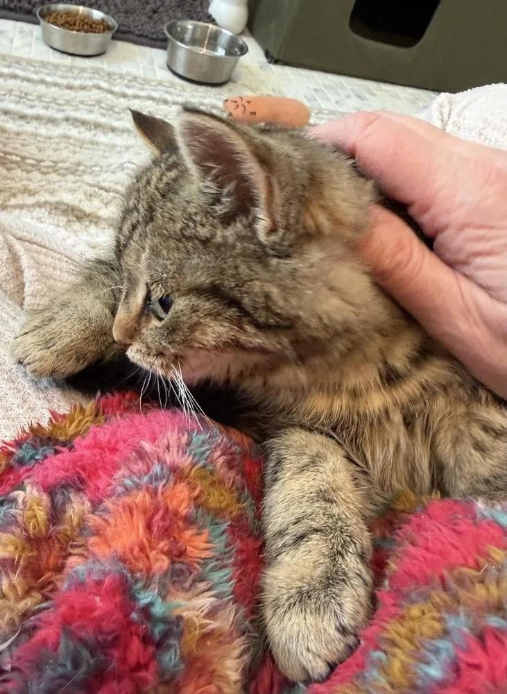 Schitt's Creek:  David