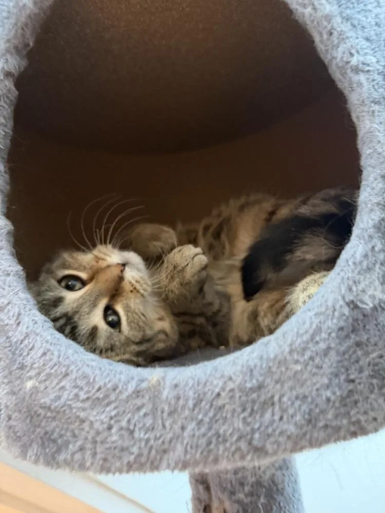 Schitt's Creek:  David thumbnail 2