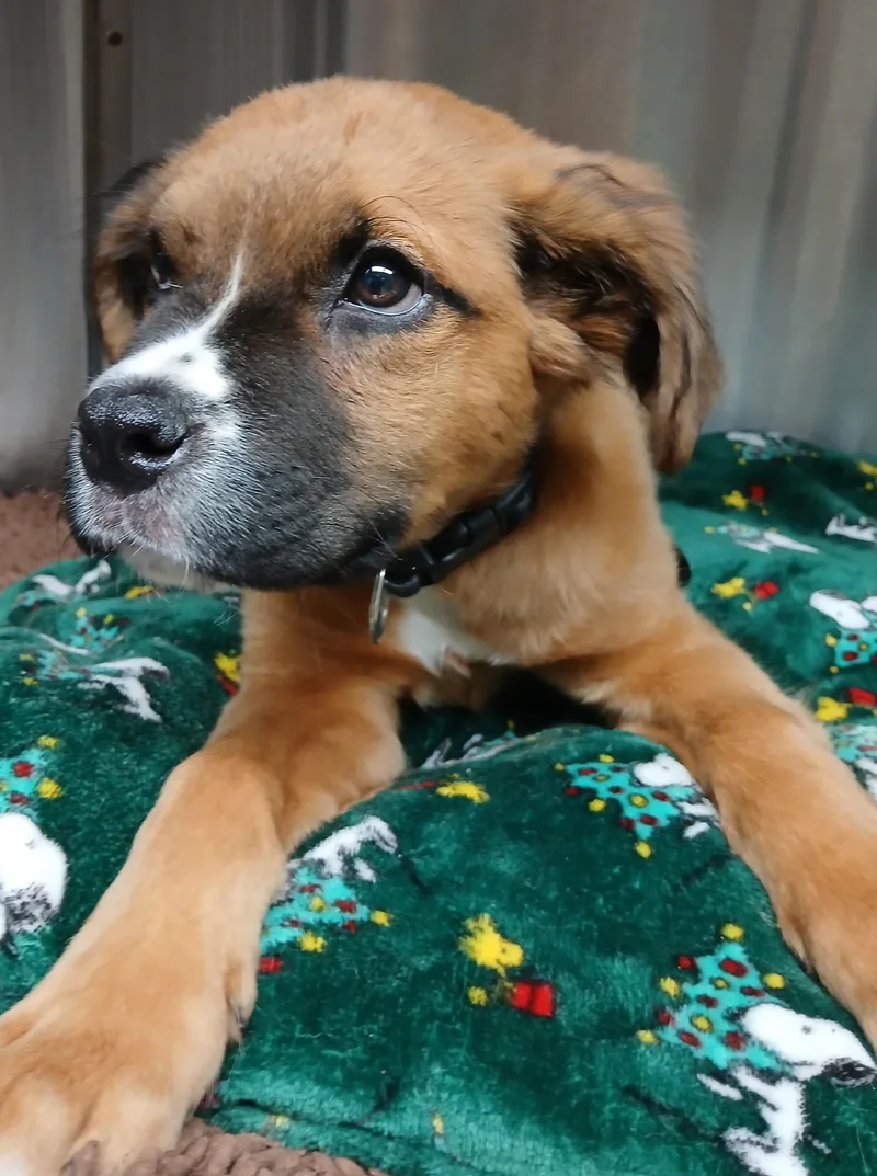 A baby large-sized male Tricolor (Brown, Black, & White) Mixed Breed dog named Calzone for adoption in Miller Beach, IN