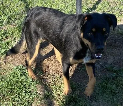 A baby medium-sized female Rottweiler dog named Hot Sauce for adoption in Conway, SC