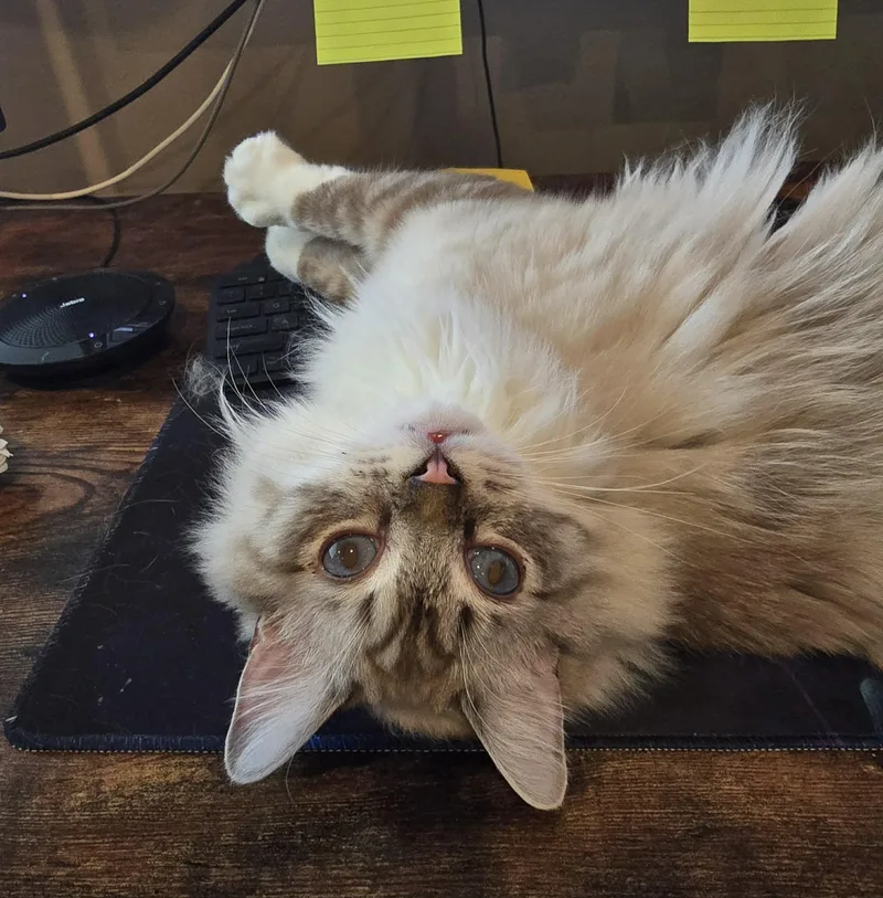 A baby medium-sized male Ragdoll cat named Kai for adoption in Sioux Falls, SD