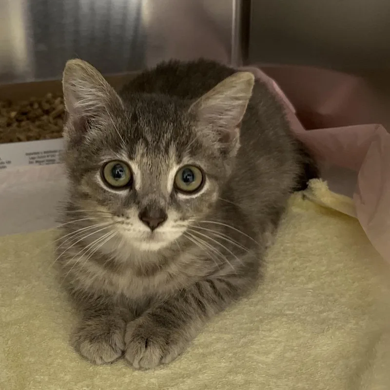 A baby small-sized male Domestic Short Hair cat named Nero for adoption in Marshall, VA