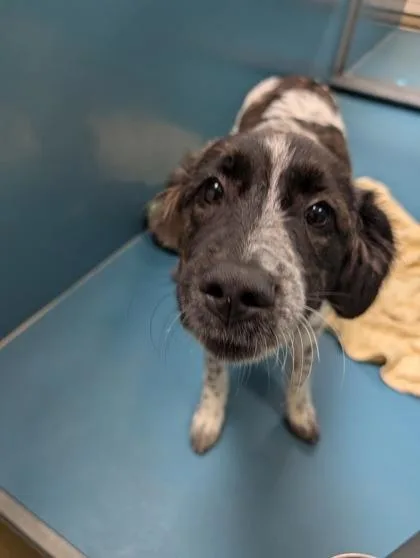 An adult medium-sized female Shepherd dog named Pebbles for adoption in Mansfield, TX